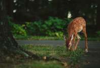 Zderzenie auta ze zwierzęciem. Kto zapłaci za szkody?