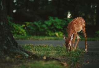 Zderzenie auta ze zwierzęciem. Kto zapłaci za szkody?