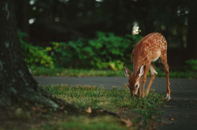 Zderzenie ze zwierzyna lesna